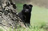 SCHIPPERKE 744